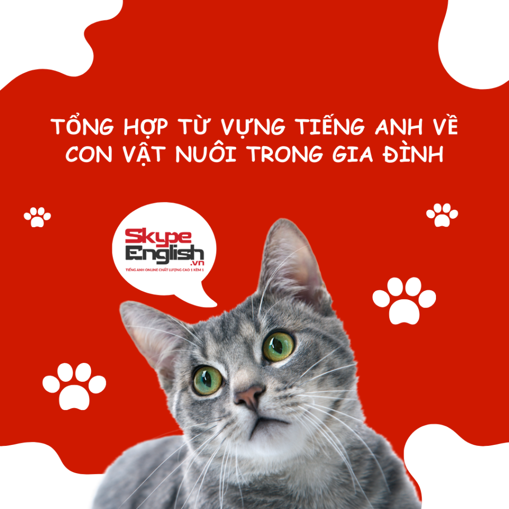Tổng hợp từ vựng tiếng Anh về con vật nuôi trong gia đình Tổng hợp từ vựng tiếng Anh về con vật nuôi trong gia đình